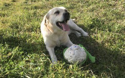 Social | Nico